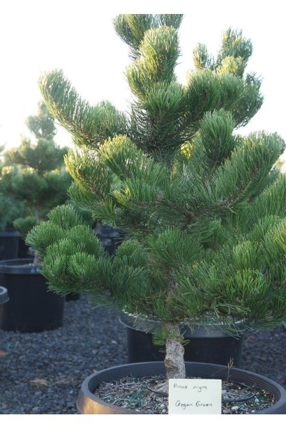 Сосна чорна Орегон Грін опис